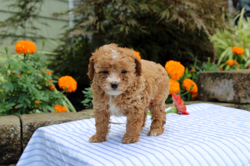 puppy, for, sale, Mini Poodle, Matthew B. Stoltzfus, dog, breeder, Gap, PA, dog-breeder, puppy-for-sale, forsale, nearby, find, puppyfind, locator, puppylocator, aca